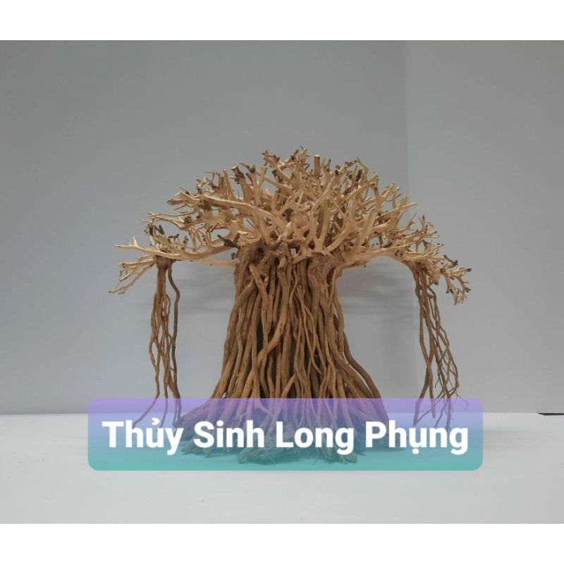 Lũa bonsai đa làng rễ rừng thả