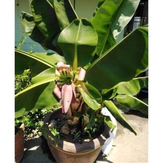 Cây chuối cảnh mini (chuẩn giống chuối mini)