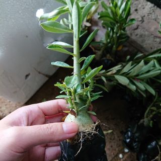 Cây giống hoa sứ thái kép.