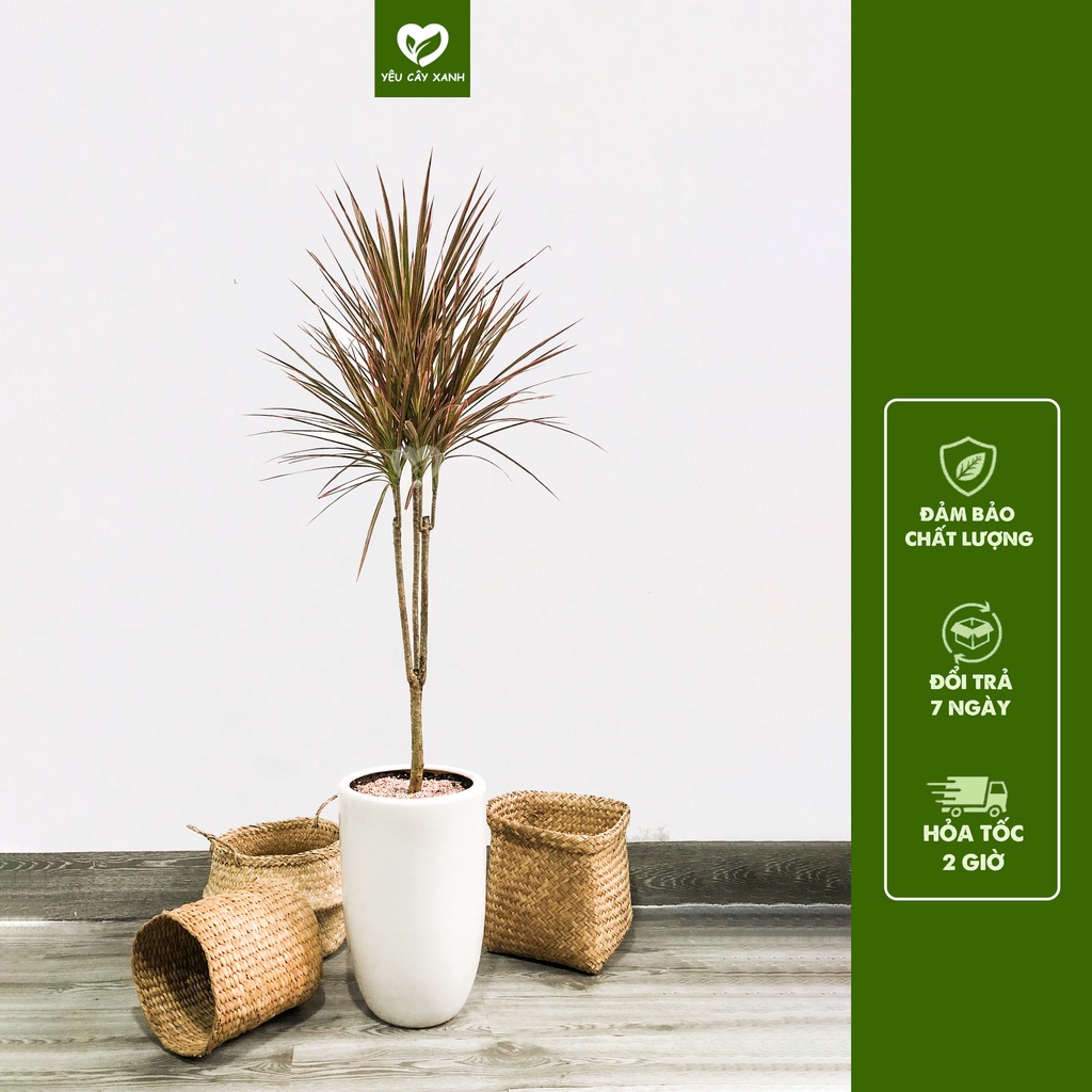 Cây Huyết Phất Dụ nội thất ( Huyết Dụ lá đỏ )