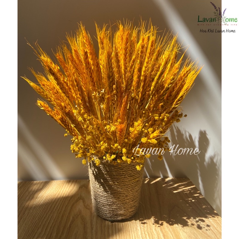 Bình hoa lúa mạch vàng để bàn làm việc, trang trí nhà, quà tặng khai trương, hoa chúc tết, bình hoa khô phong thủy