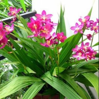 20 củ hoa huệ mưa