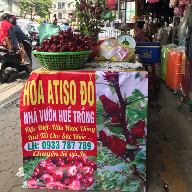 Hoa Atiso đỏ nhà trồng hoa tươi hoa khô lun nhe khách 🌺🌺