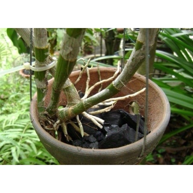 1kg Than củi, than hoa trồng hoa lan, nướng thịt BBQ, trộn giá thể trồng cây cảnh