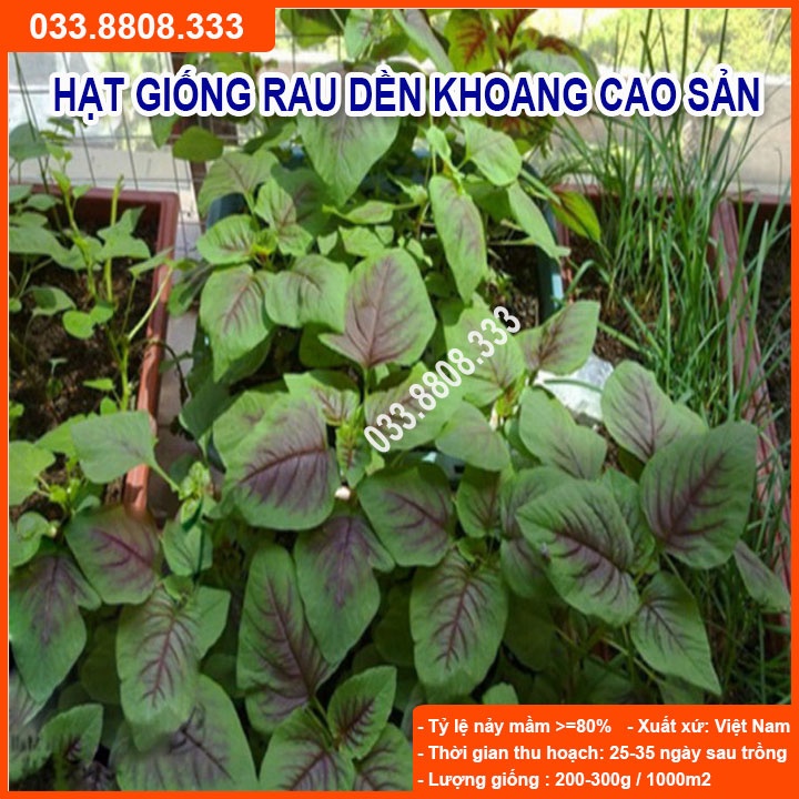 Hạt Giống Rau Dền Khoang 20gram -Tỷ Lệ Nảy Mầm Cao