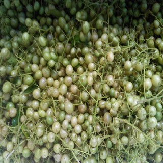 Cây giống mắc mật
