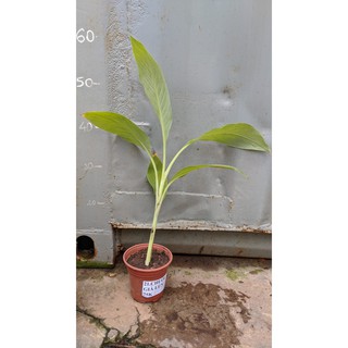 Chuối già lùn cấy mô