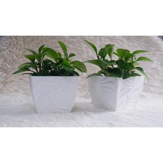 Chậu trồng cây vuông kiểu bông mai (13x9.2xH12cm) - Hàng VNXK