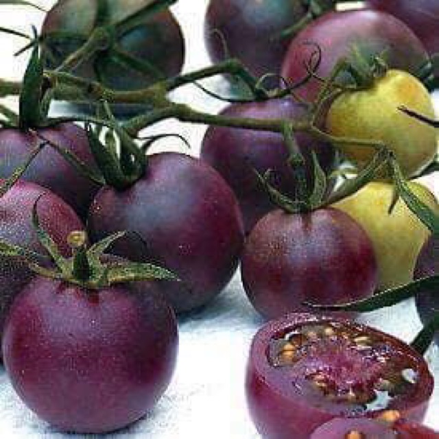 Hạt giống CÀ CHUA TÍM F1 (purple tomato) Nhập Khẩu nguyên bao bì Đài Loan
