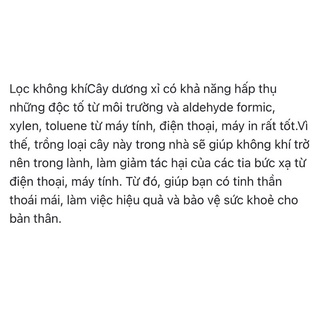 Dương xỉ culi chơi cảnh (1 củ to)