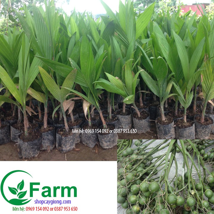 Cây cau tứ thời nhỏ