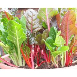Hạt giống cải bảy màu gói 100 hạt