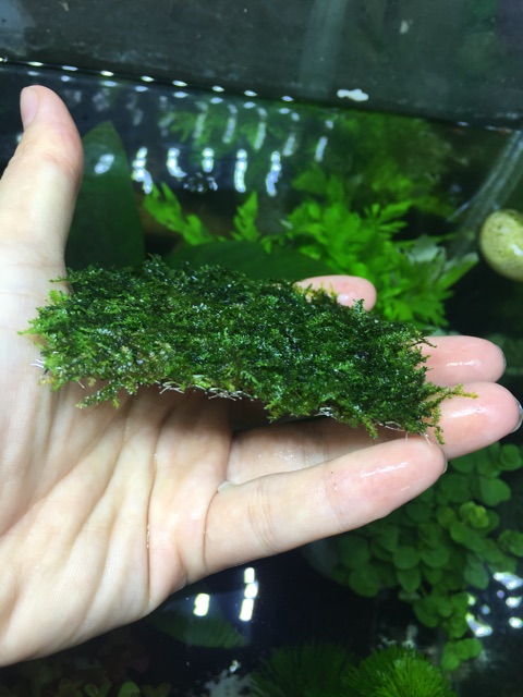 Rêu mini taiwan 8x8 rêu thuỷ sinh trang trí hồ cá