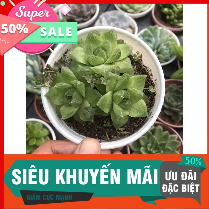 Sen đá dạ quang chậu trung