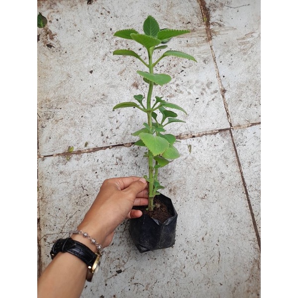 Chậu, Cây giống húng chanh