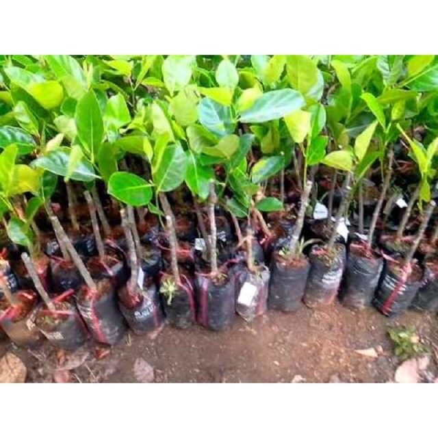 Cây giống Mít Malaisia