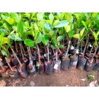 Cây giống Mít Malaisia