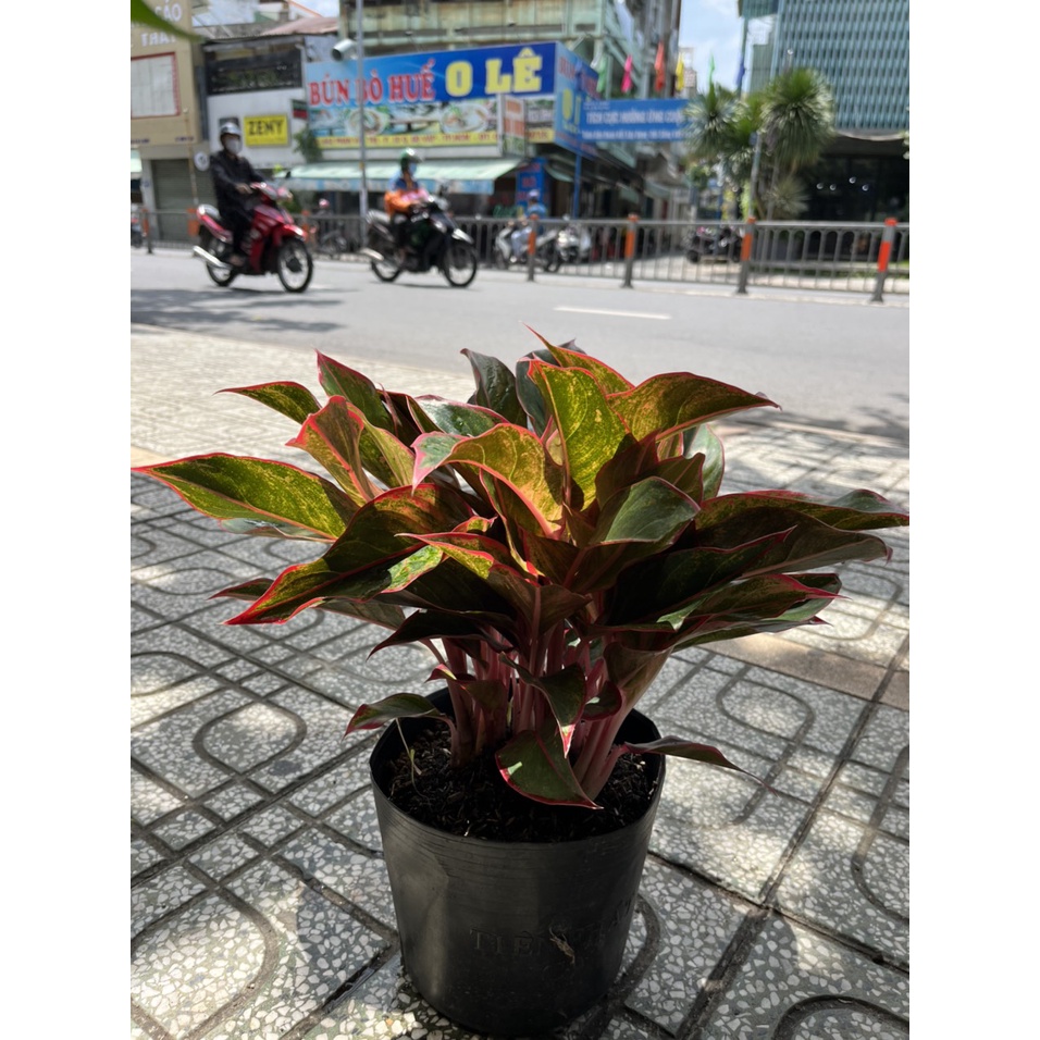 Cây Phú Quý dễ chăm sóc, cây trồng trong nhà hoặc sân vườn