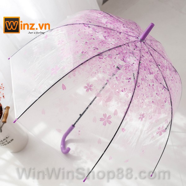 Dù trong suốt hoa anh đào - Winz.vn