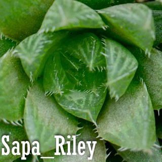 Sen đá kim cương - Haworthia Cooperi (hoặc Cooper's Haworthia) (bụi)
