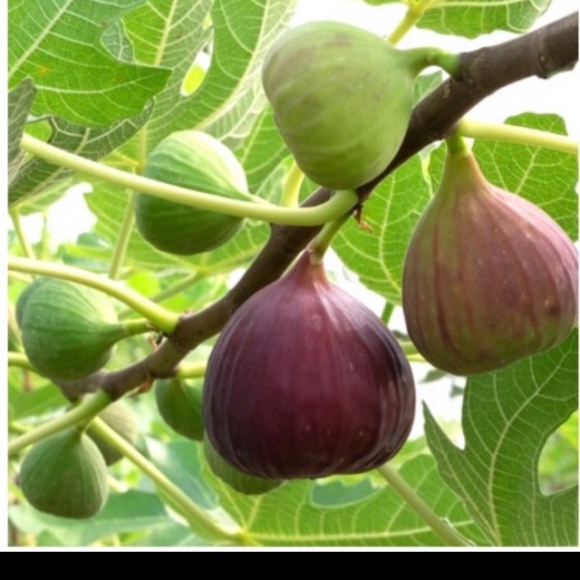 Hạt giống sung mỹ- gói 10 hạt