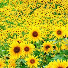 Hạt Giống Hướng Dương Lùn F1 Loại dễ trồng hoa nở đẹp kháng sâu bệnh ( gói 100gram ,300gram , 500gram )