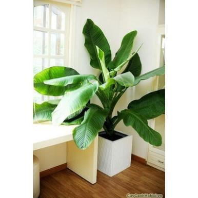 CÂY ĐẠI PHÚ GIÁ - CÂY PHONG THỦY MANG LẠI TÀI SẢN, SỨC KHỎE KHÔNG GIAN ĐẸP CHO GIA CHỦ + Tặng 02 cây nhót ngọt