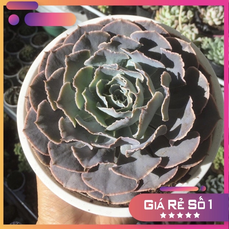 sen đá bắp cải light purple Mộc Châu Garden