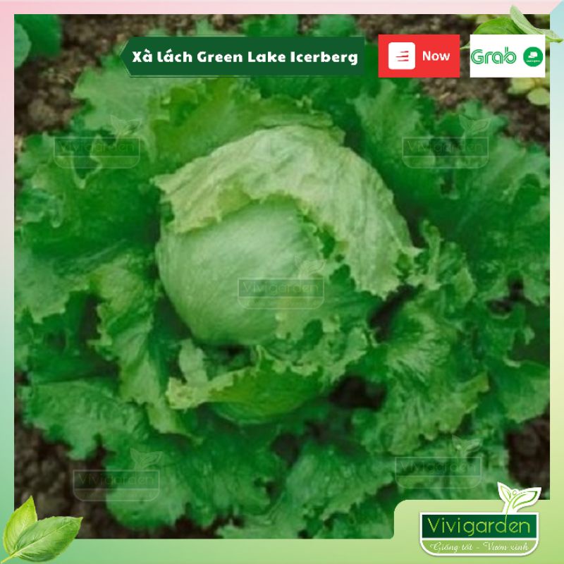Hũ lẻ 1gr hạt giống xà lách Hạt trần siêu giòn Green Lake Icerberg Mỹ cuộn đẹp ăn ngon và rất dễ trồng