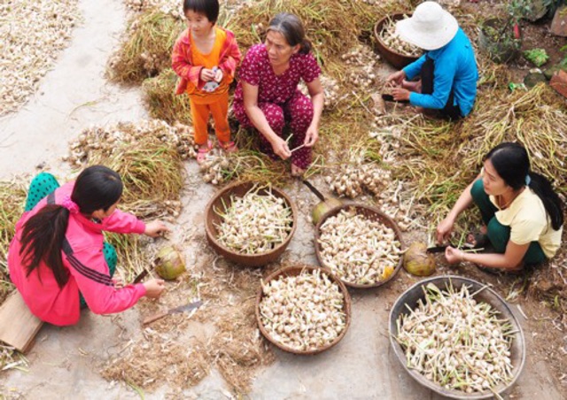 Tỏi Lý Sơn nhiều tép Loại 1 chính gốc Lý sơn( 1 ký)