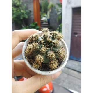 Xương rồng DAMSI