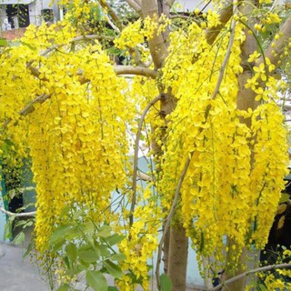 Sản phẩm cây muồng hoàng yến vàng-hoa osaka vàng, bầu cây giống + Tặng (0,3kg) phân hữu cơ cao cấp