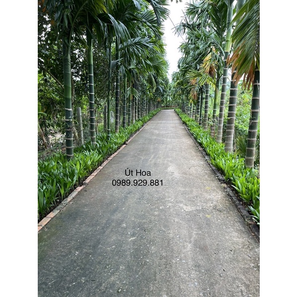 50 cây cau trái dài Út Hoa ươm tại vườn