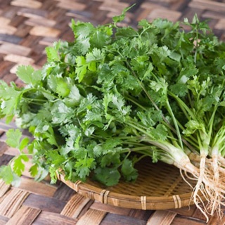 Hạt giống Rau Mùi (Ngò Rí) gói 20GR RADO cao cấp dành cho gia đình, dễ trồng, mau thu hoạch