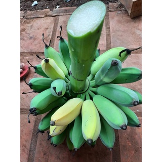 Chuối cau hữu cơ