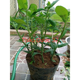 3 cây thạch anh cả gốc rễ
