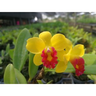 Cattleya siêu mini  Jungle Beau