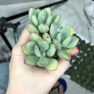 Sen đá Sỏi Xanh size vĩ 3-5cm - sen đá đà lạt giá rẻ