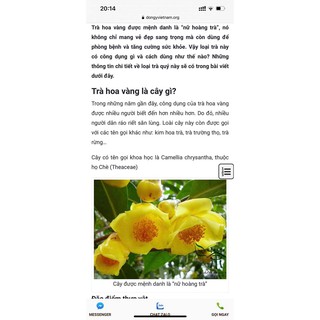Cây giống trà hoa vàng ( chè hoa vàng) cao 40-50cm.