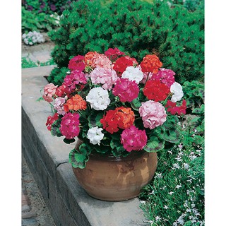 (giá tốt) Hạt giống hoa Phong lữ nhiều màu