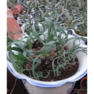 5 Hạt giống Cỏ xoắn ốc