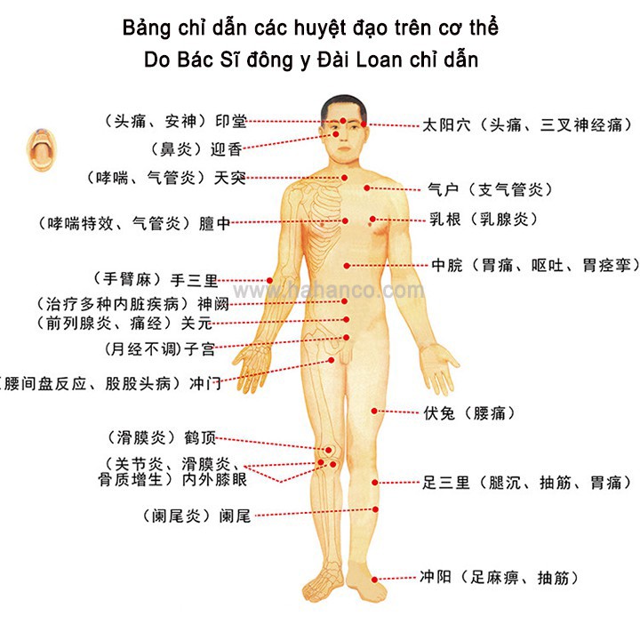 Cây Cạo Gió Ấn Huyệt Bằng Gỗ Thơm - Giúp Đả Thông Kinh Mạch và Lưu Thông Khí Huyết - Sản Phẩm Chăm Sóc Sức Khỏe