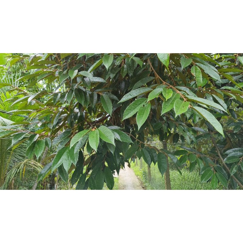 Phân Bón Sinh Học