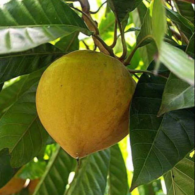 Cây Giống Lêkima (Trứng Gà, cho trái siêu sớm)