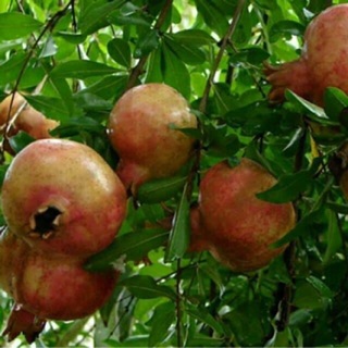 Giống cây lựu đỏ cây lớn