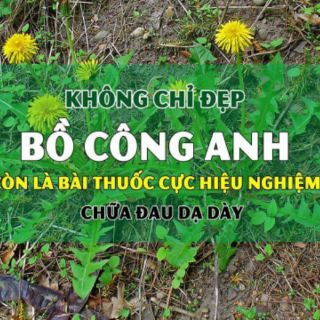 Cây bồ công anh (1 kg )