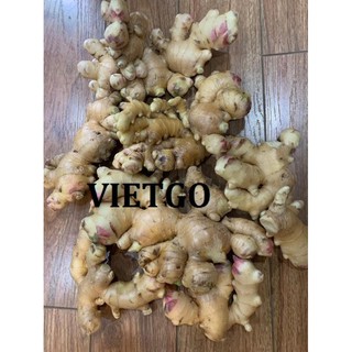 2kg gừng ta cay xé 65k