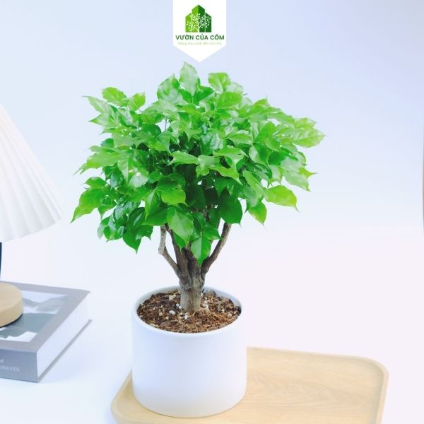 Cây hạnh phúc để bàn kết hợp cùng chậu sứ trắng mang phong thủy tài lộc cho gia chủ . Món quà tặng cực ý nghĩa .