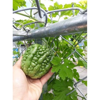 [Siêu khuyến mại] Hạt giống mướp đắng trái tim