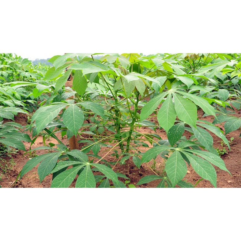 2 KG LÁ cây  KHOAI MÌ  tươi.